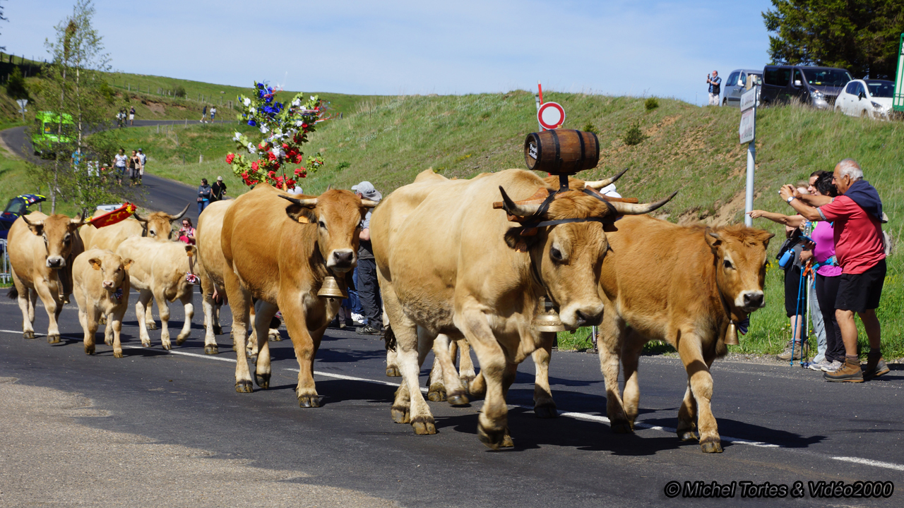 Aubrac 04