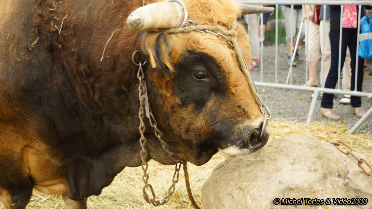 Aubrac 19