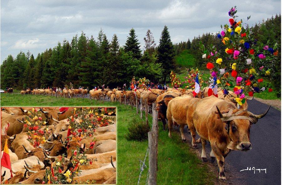 Photo des vaches sur la route transhumance en aubrac